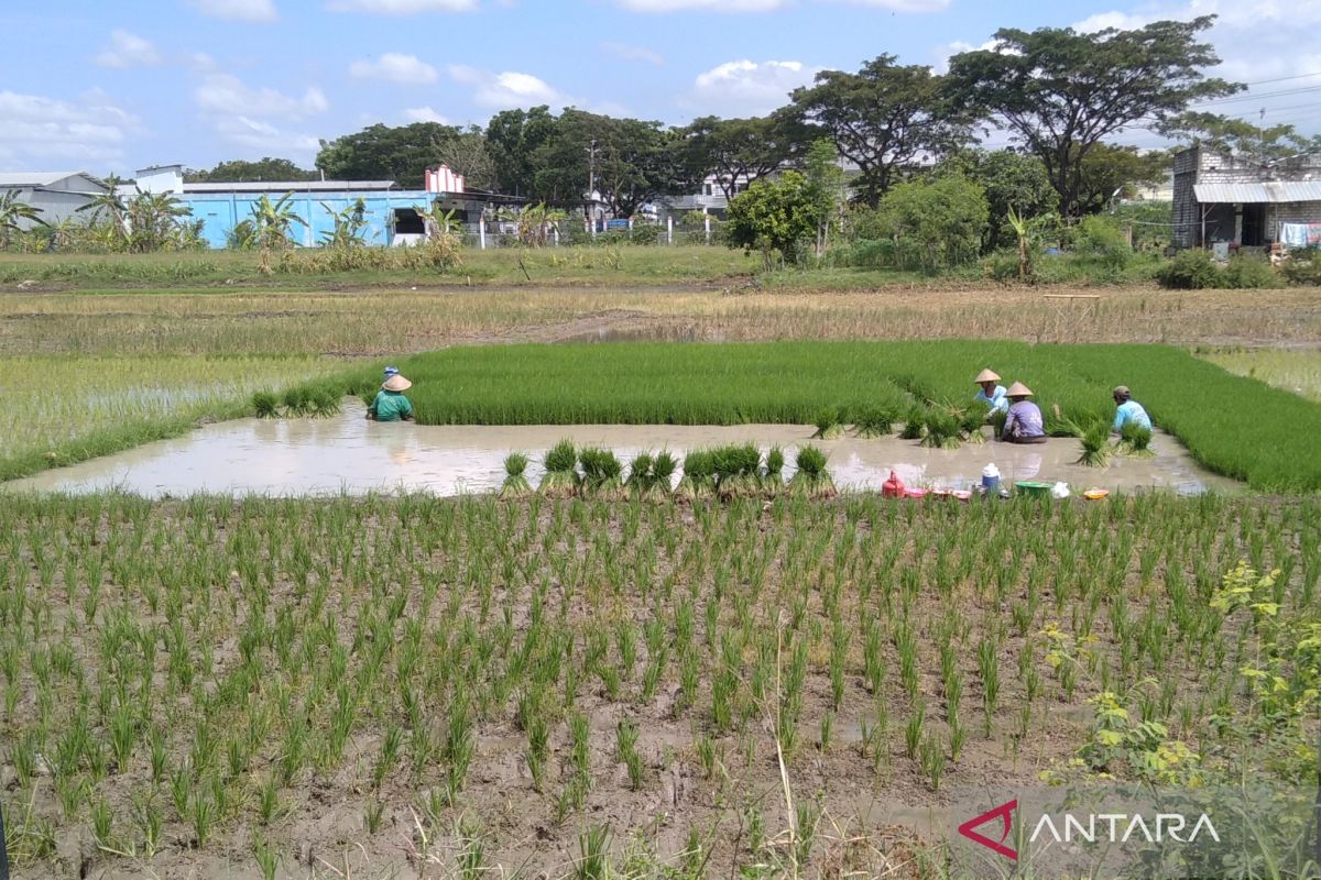 Hadapi El Nino, Kudus usulkan bantuan benih untuk 444 hektare sawah
