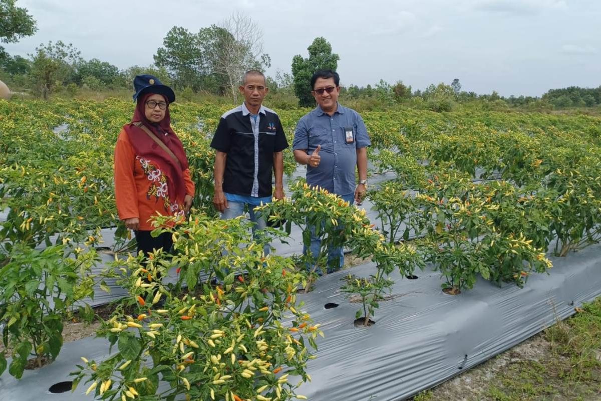 BI Kalteng lakukan percontohan digitalisasi pertanian cabai rawit
