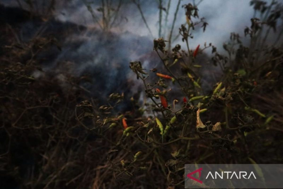 Perkiraan 12 ribu Cabai Rawit Hiyung terbakar, petani di Tapin rugi ratusan juta