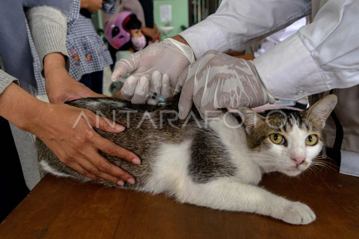 1.303 hewan di Yogyakarta sudah divaksin rabies