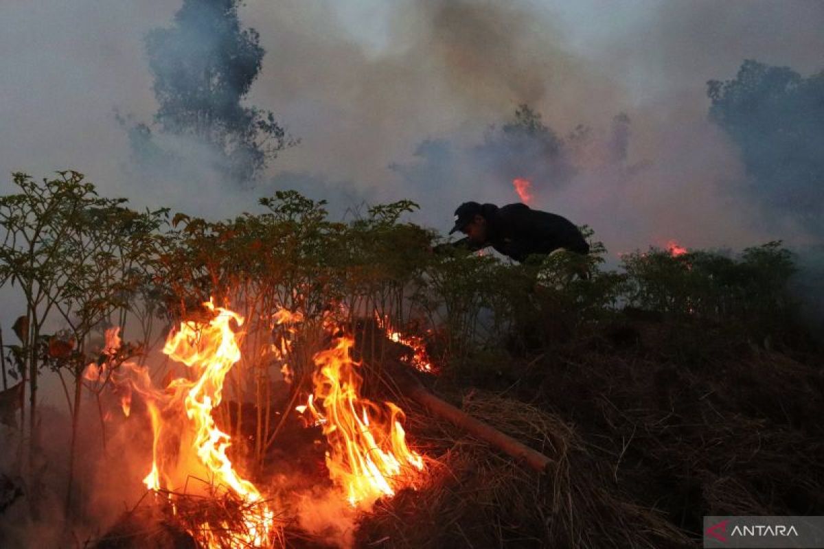 BPBD Tapin : Ribuan Cabai Rawit Hiyung siap panen terbakar