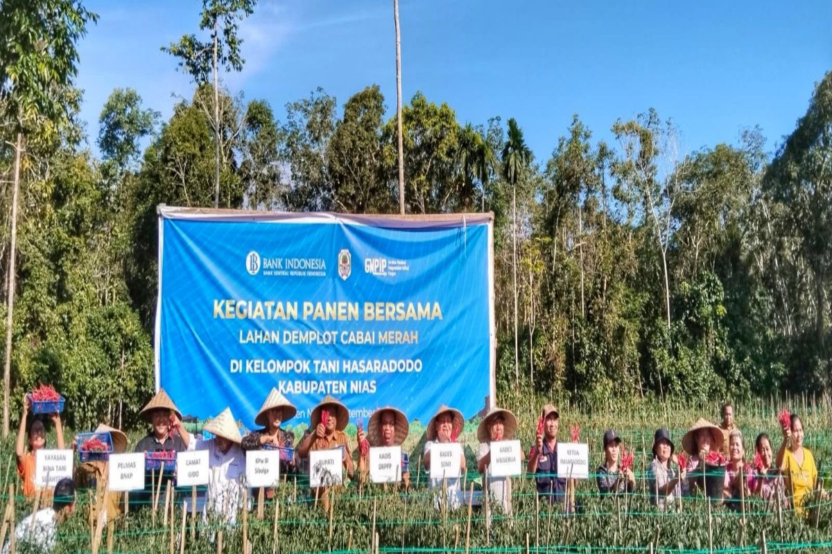 BI Sibolga panen cabe merah bersama Pemkab Nias dan Poktan Hasaradodo