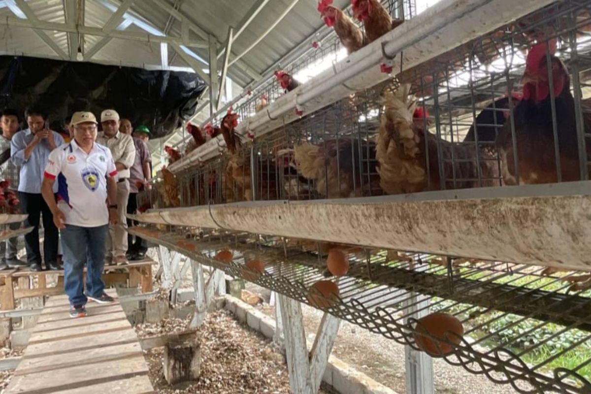Pemda Kolaka Utara salurkan 1.800 ayam ras petelur ke peternak