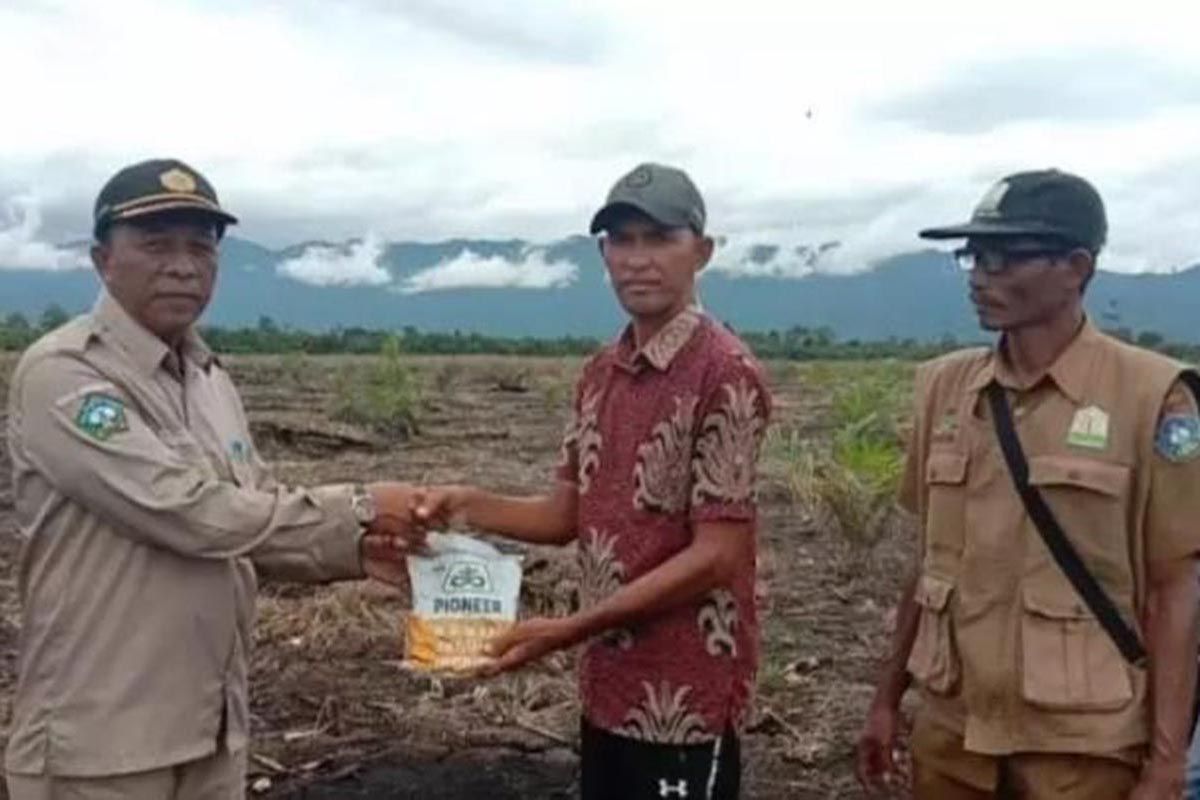 Pemkab Aceh Selatan salurkan benih jagung bantuan pemerintah pusat