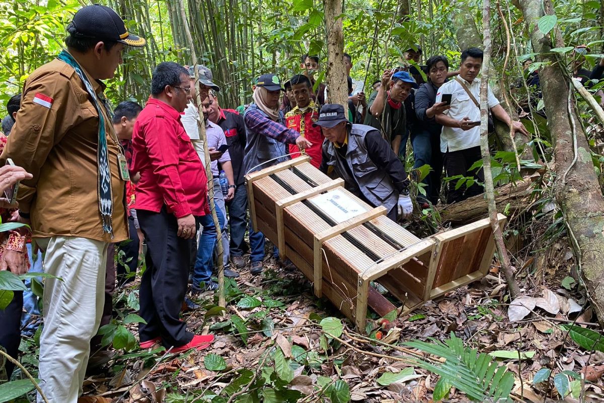 BKSDA Kalbar lepasliarkan lima ekor binturung di hutan adat Ohak Landak