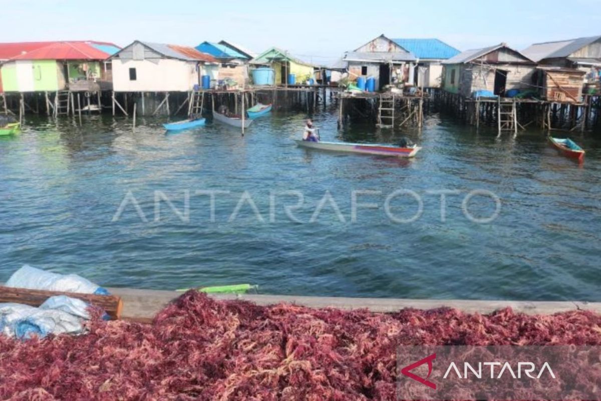 DKP Kaltim akan cetak kebun rumput laut di Bontang