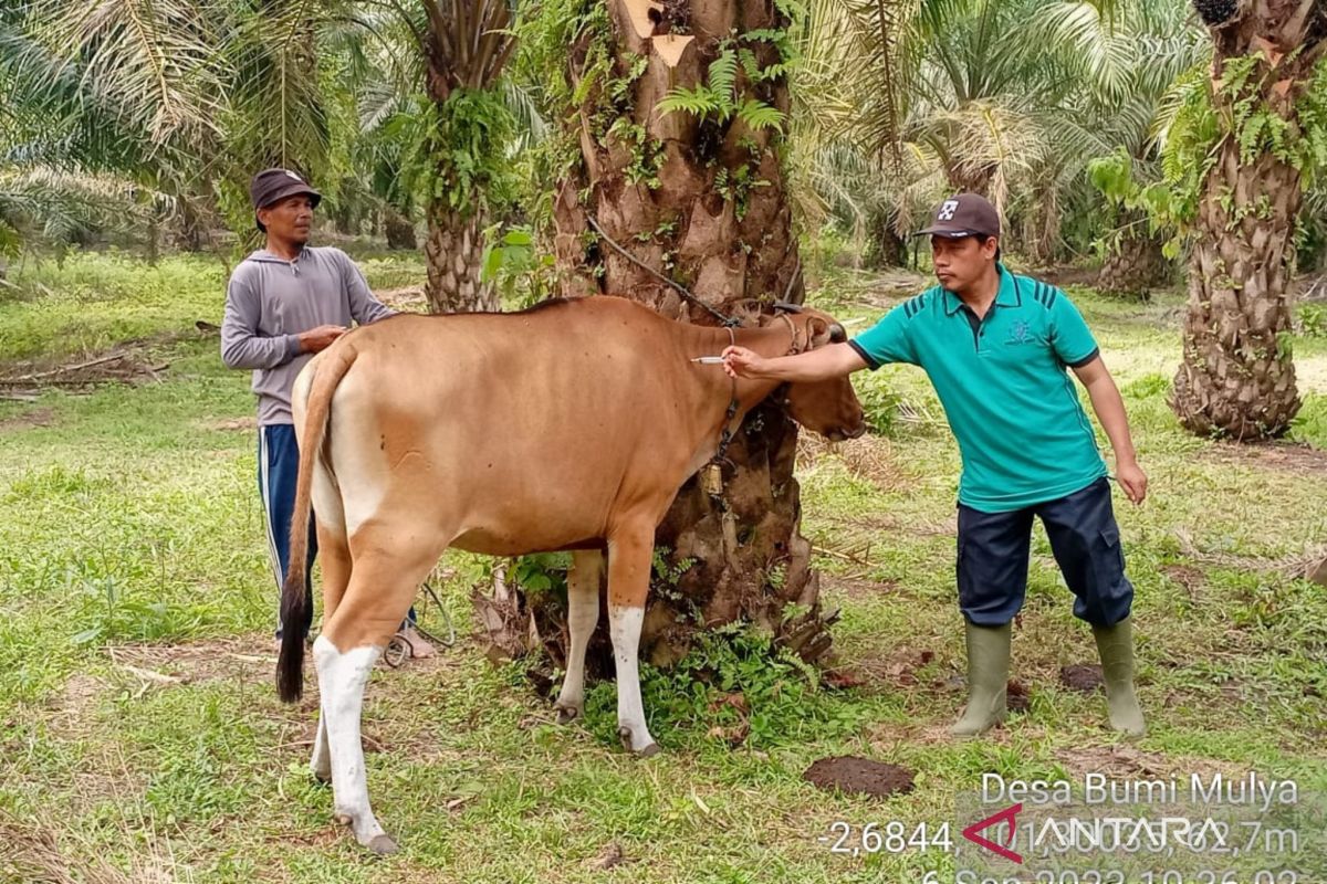 Ratusan ternak di Mukomuko Bengkulu sembuh dari penyakit Jembrana