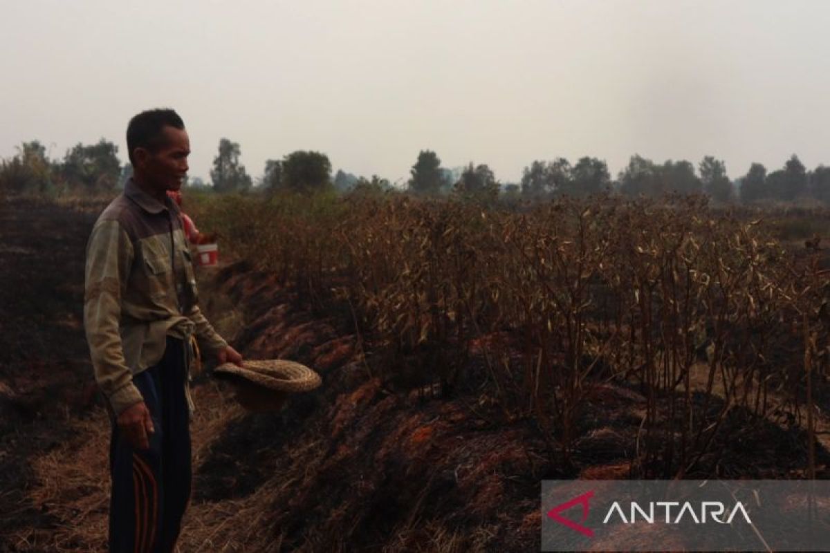 Petani Rawit Hiyung di Tapin rugi Rp540 juta akibat karhutla