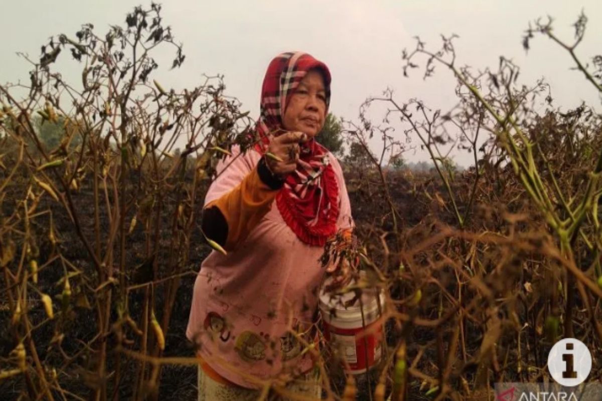 Pemerintah Tapin janji bantu petani Cabai Rawit Hiyung terdampak karhutla