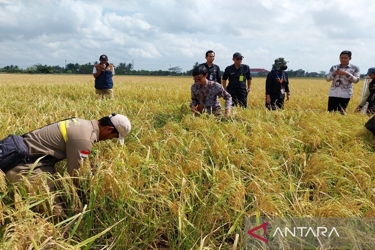 Tanah Bumbu panen padi 283 hektare saat musim kemarau