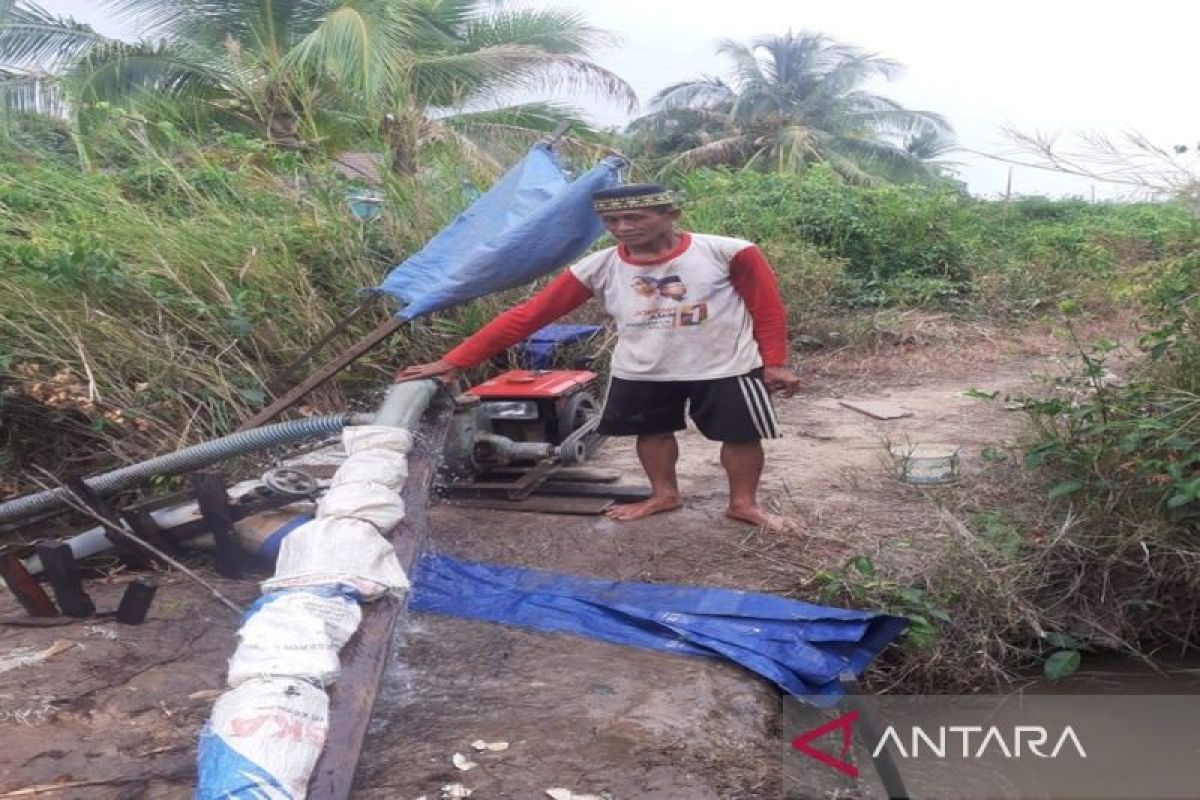 DKPP bersama petani Tanah Bumbu cegah ancaman gagal panen