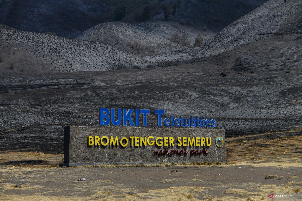 Yang Tersisa Dari Kebakaran Hutan Dan Lahan Di Gunung Bromo - ANTARA ...