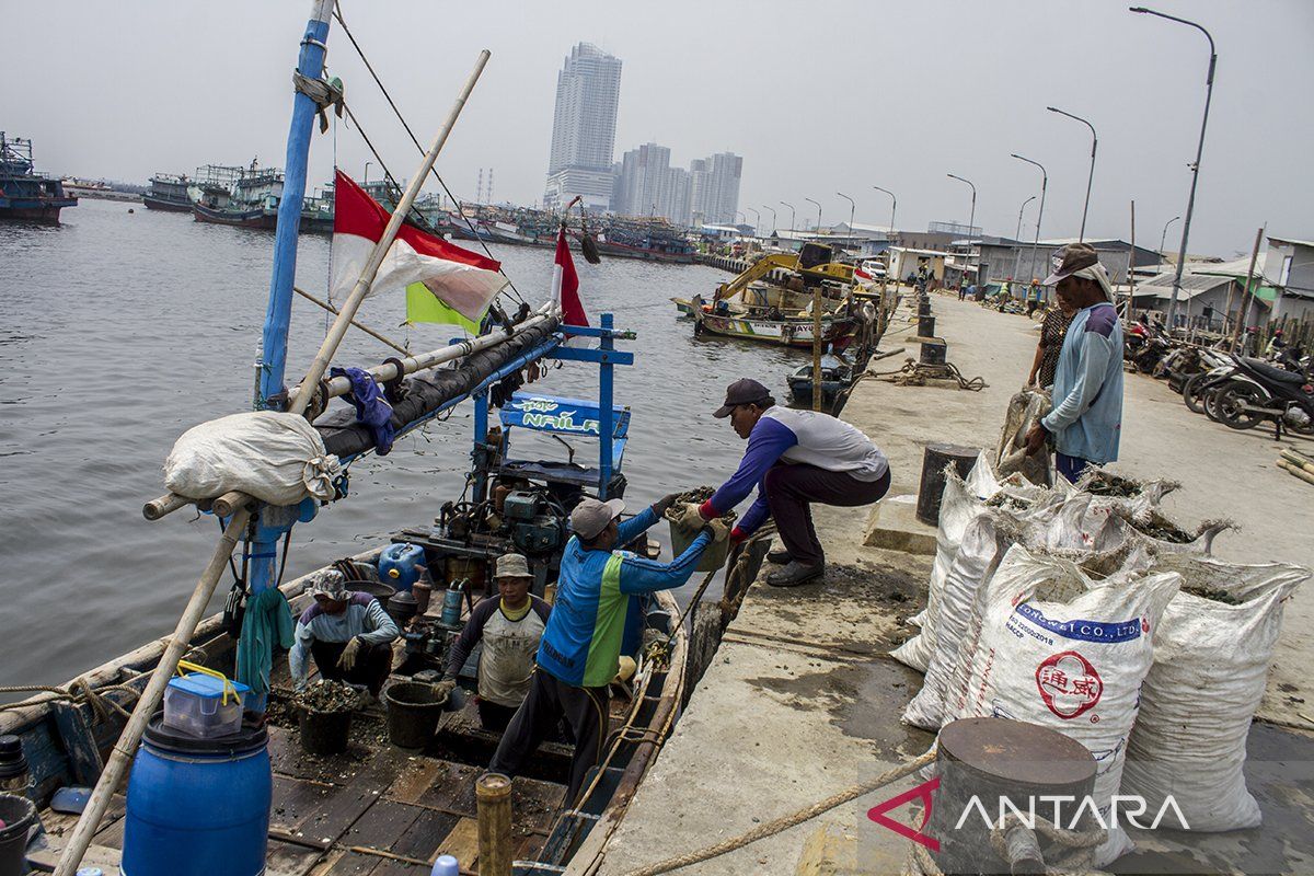 Harapan nelayan Muara Angke dari tumpukan kerang hijau