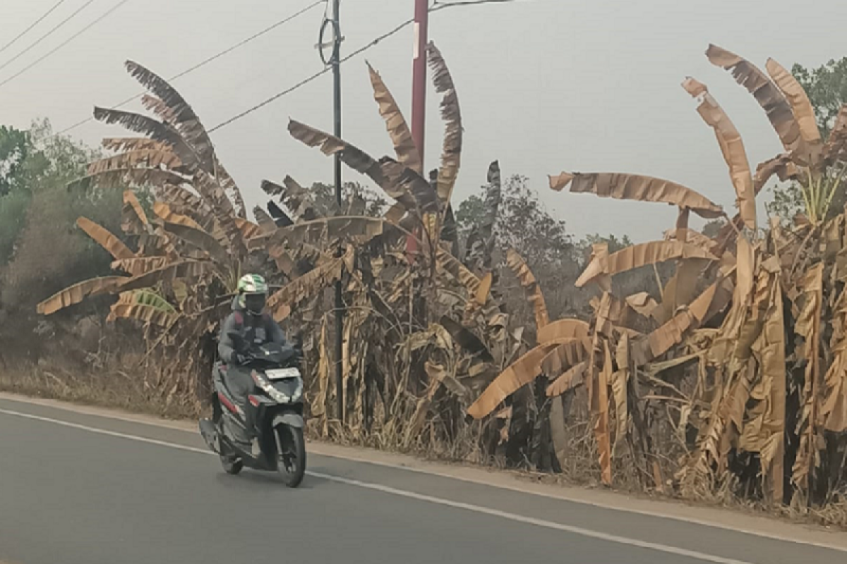 Ribuan pohon pisang layu akibat kebakaran lahan di Ogan Ilir