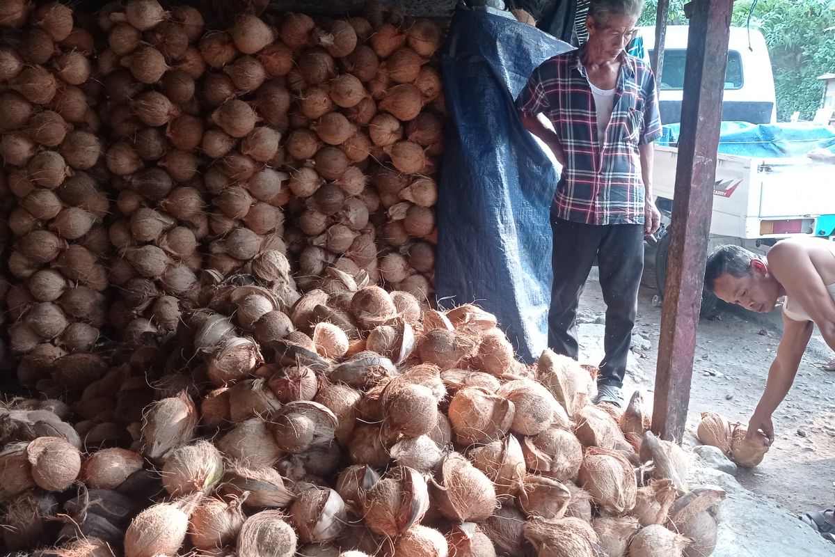Komoditi kelapa jadi andalan ekonomi petani Lebak