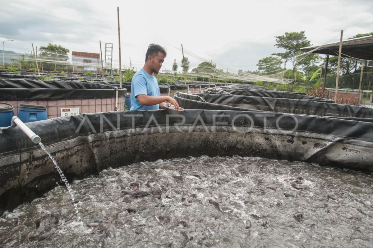 DKP: Kekeringan tidak signifikan pengaruhi produksi ikan budi daya DIY