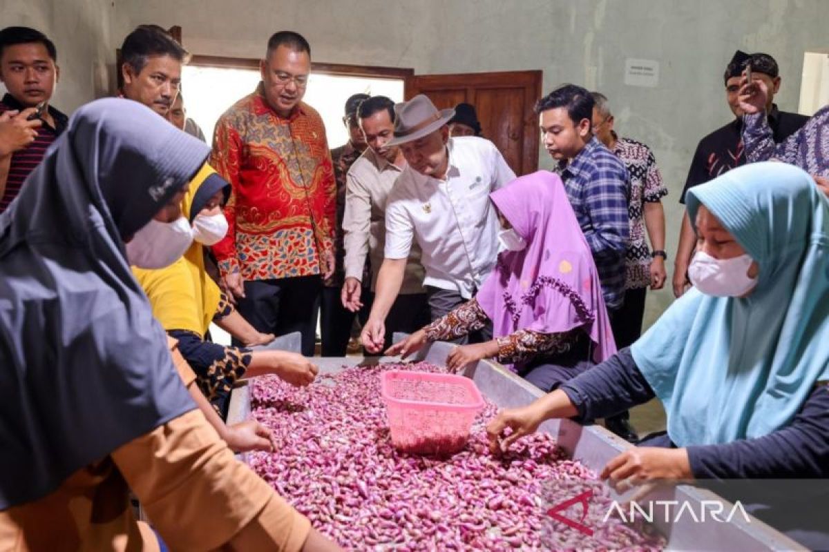 Teten : hilirisasi bawang merah solusi tingkatkan kesejahteraan petani