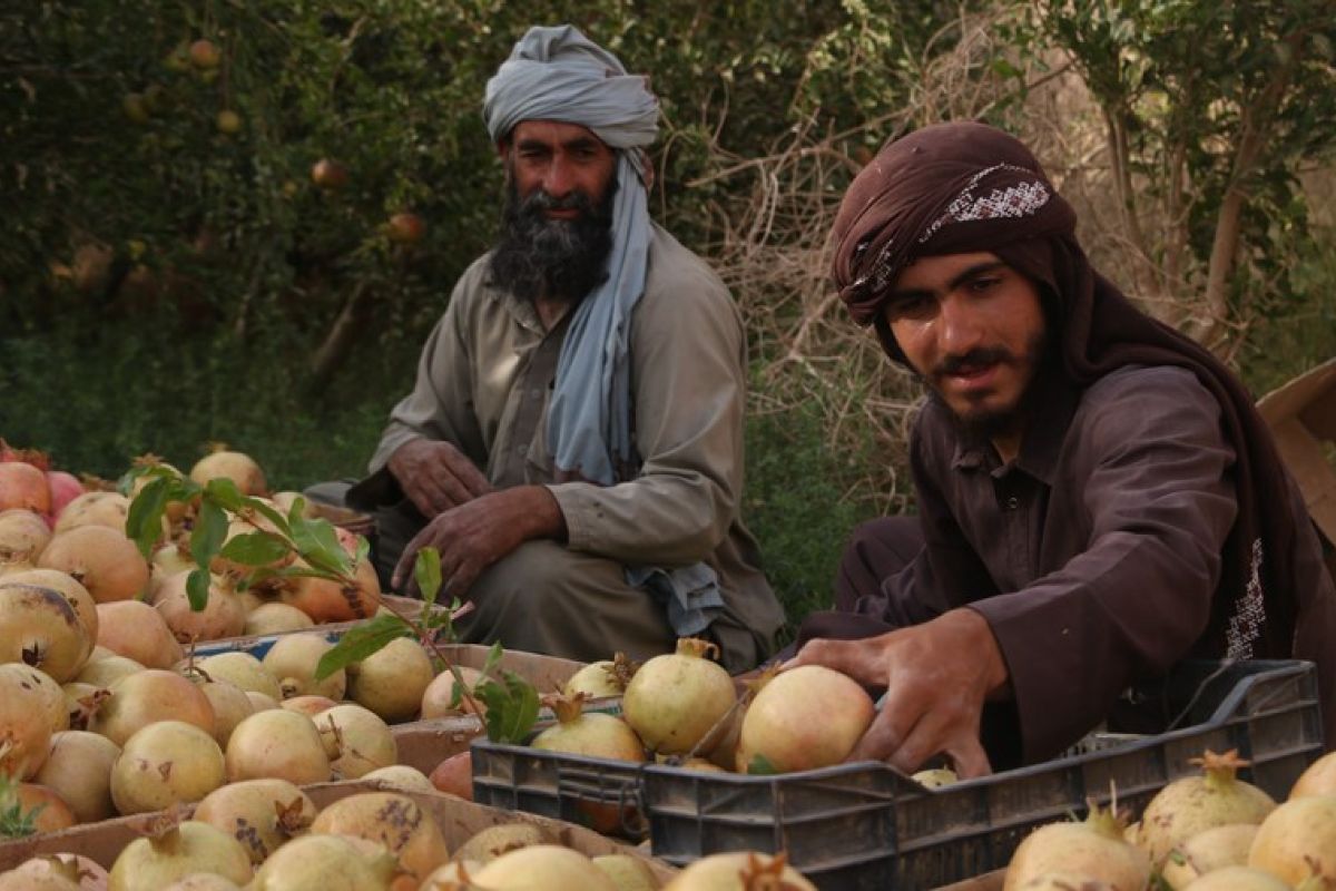 Menengok kesibukan panen buah delima di Provinsi Farah, Afghanistan