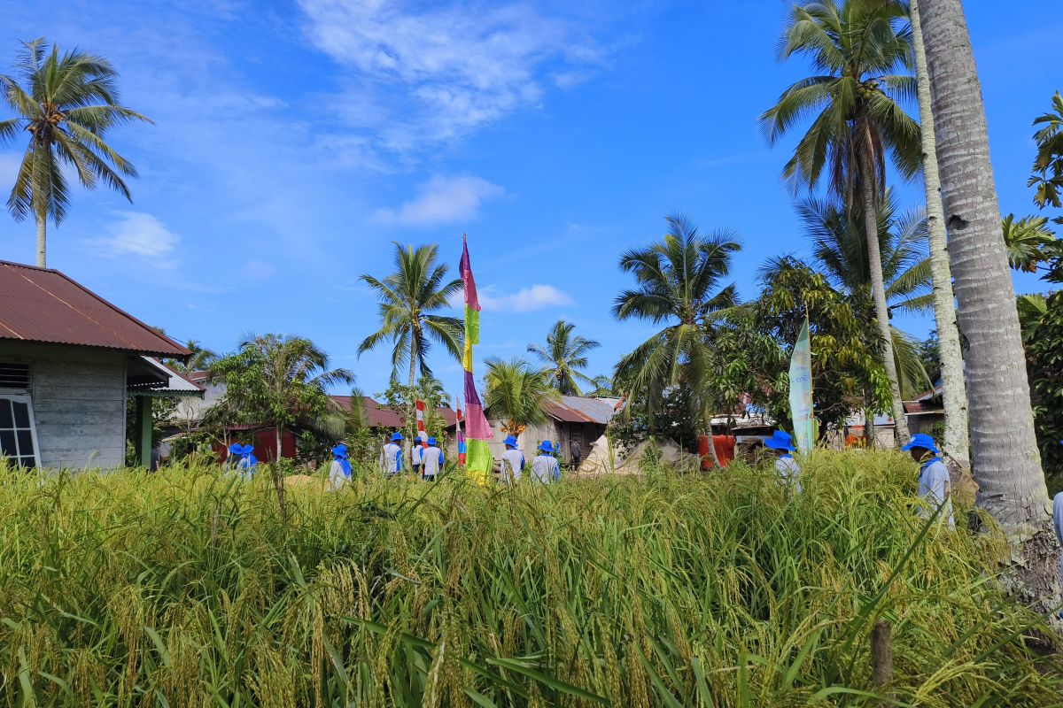 Kabupaten Mempawah memotivasi petani memaksimalkan produksi padi