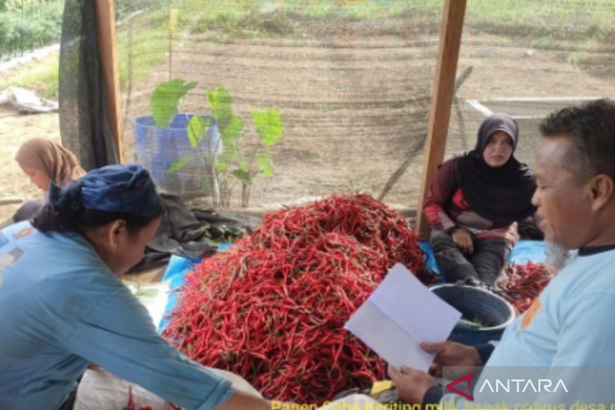 Bangka Barat optimalkan peran BPP tingkatkan produktivitas pertanian