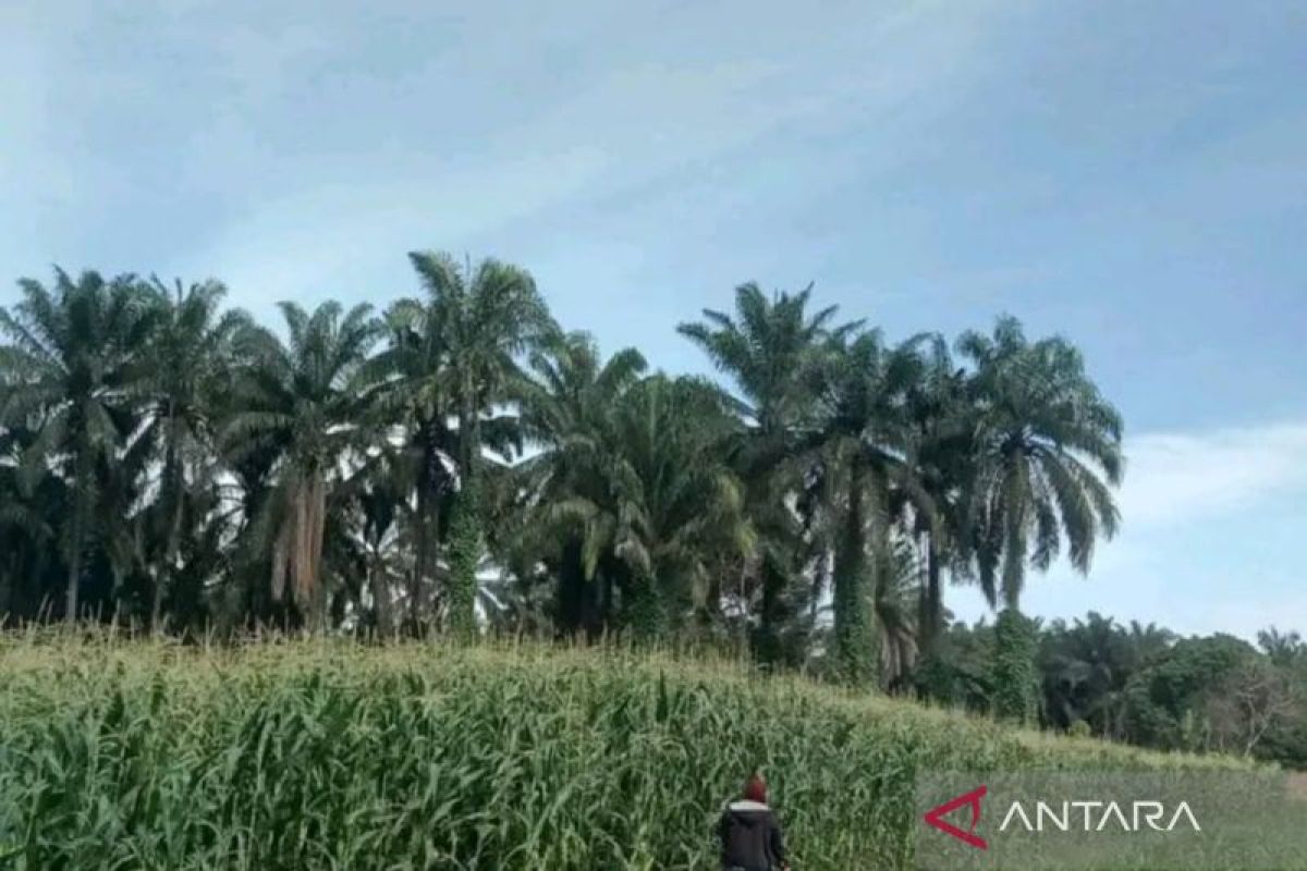 Harga jagung di Pasaman Barat naik mencapai Rp5.500 per kilogram