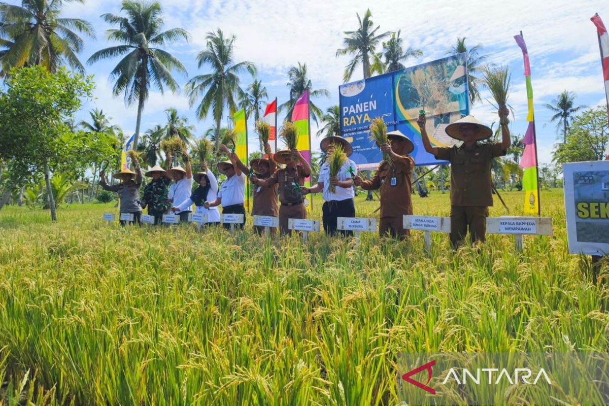 Mengamankan pangan di Provinsi Kalbar kala El Nino