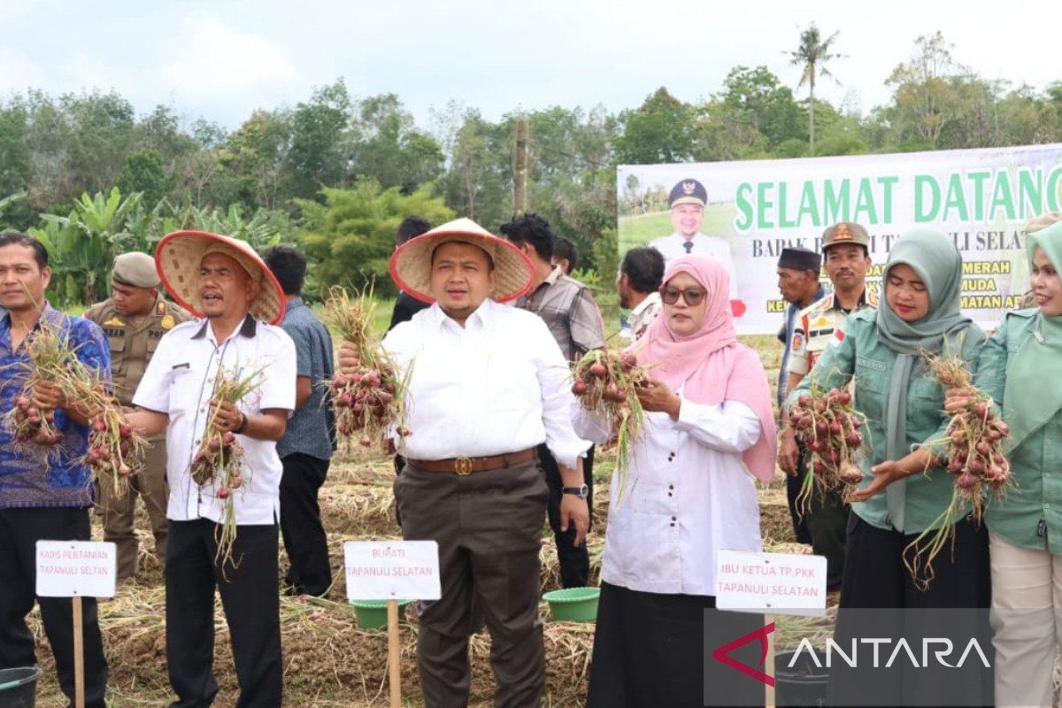 Bupati Tapsel  panen perdana bawang merah bersama koptan