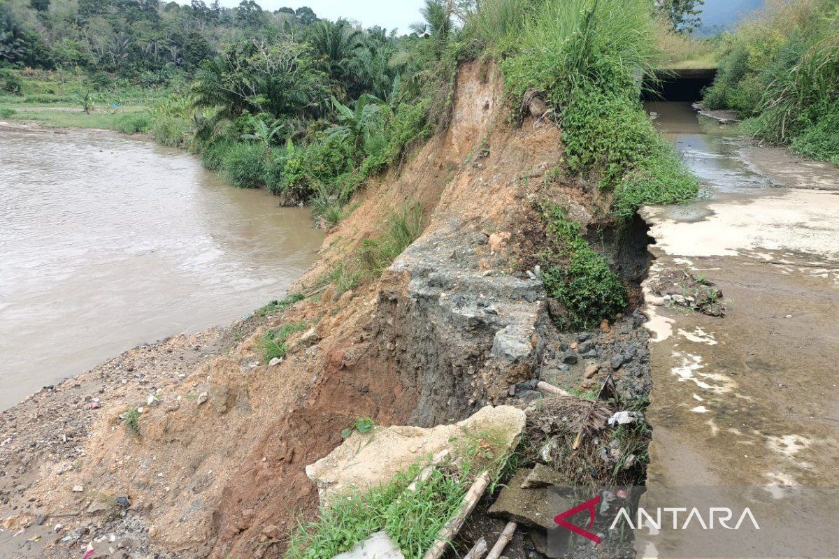 Irigasi Batang Angkola jebol, ribuan hektar sawah di Madina terdampak