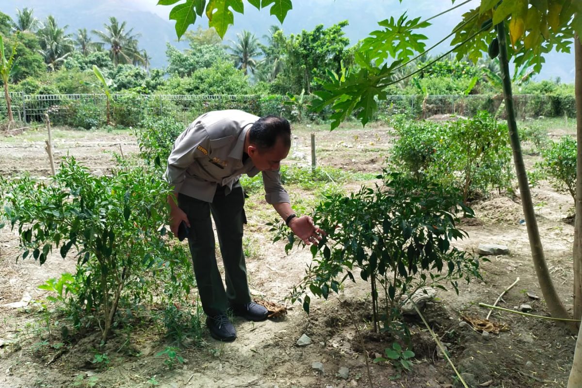 Kementerian Pertanian apresiasi Sukma Bangsa Sigi terapkan pendidikan pertanian