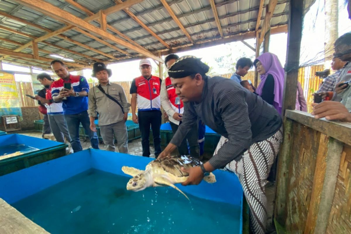 Pertamina Patra Niaga JBT melepasliarkan penyu lekang di Cilacap
