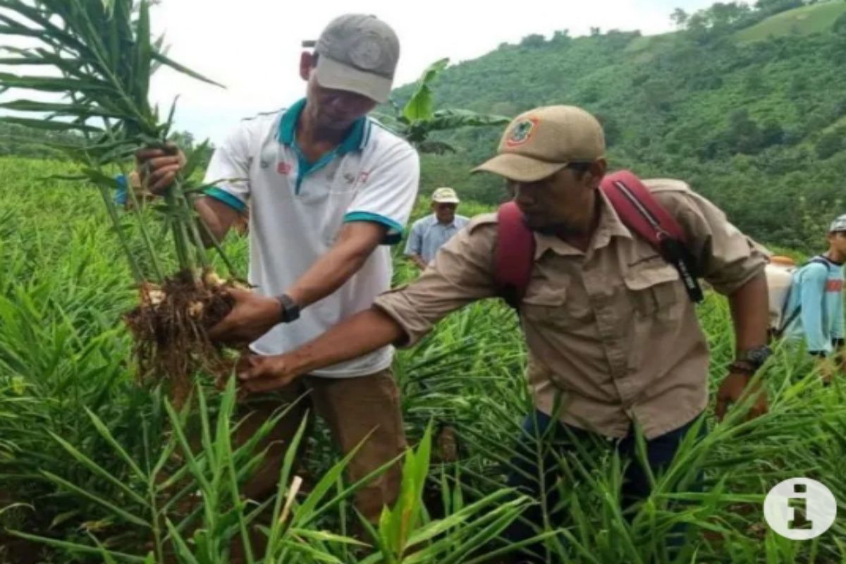 Tapin targets to harvest 92 tons red ginger in 2023