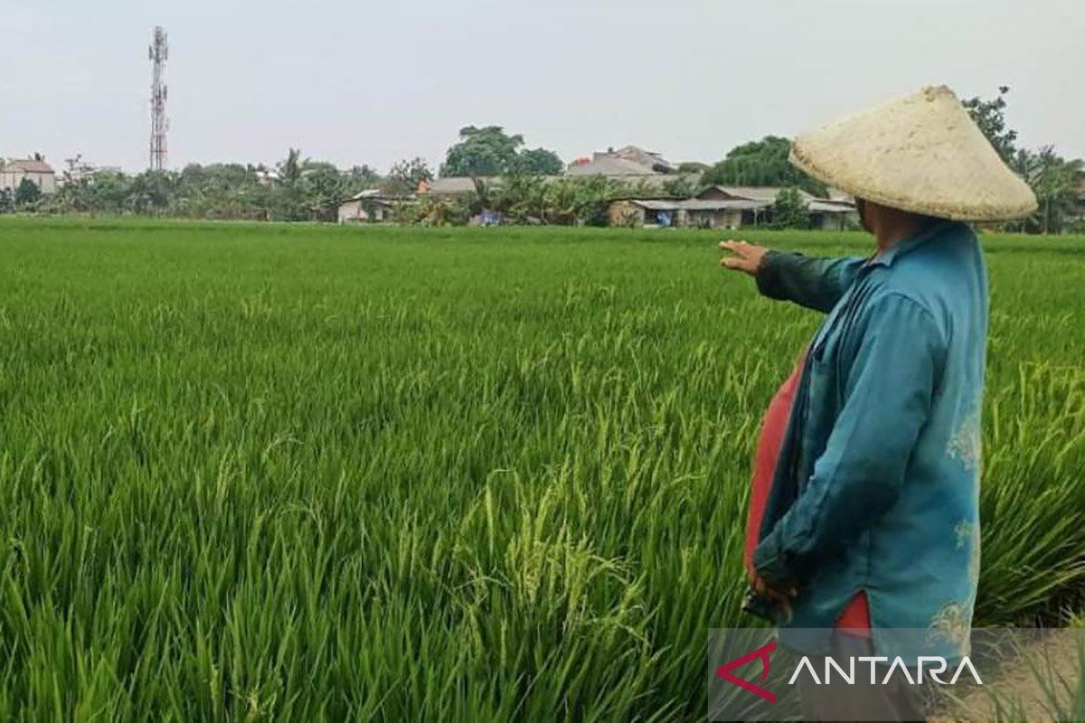 Dinas KPKP: Produksi padi di Jakarta stabil saat El Nino