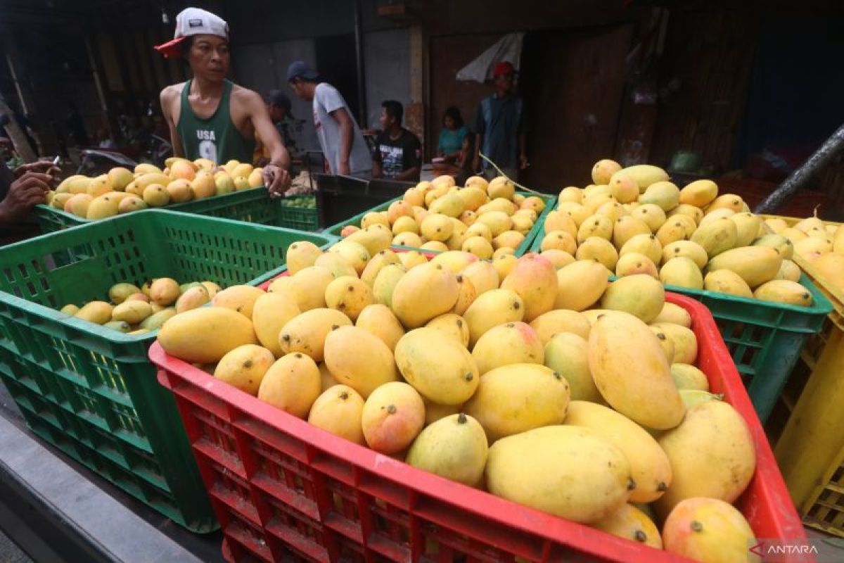 Mahasiswa UGM gagas pemanfaatan kulit mangga untuk tekan kasus DBD