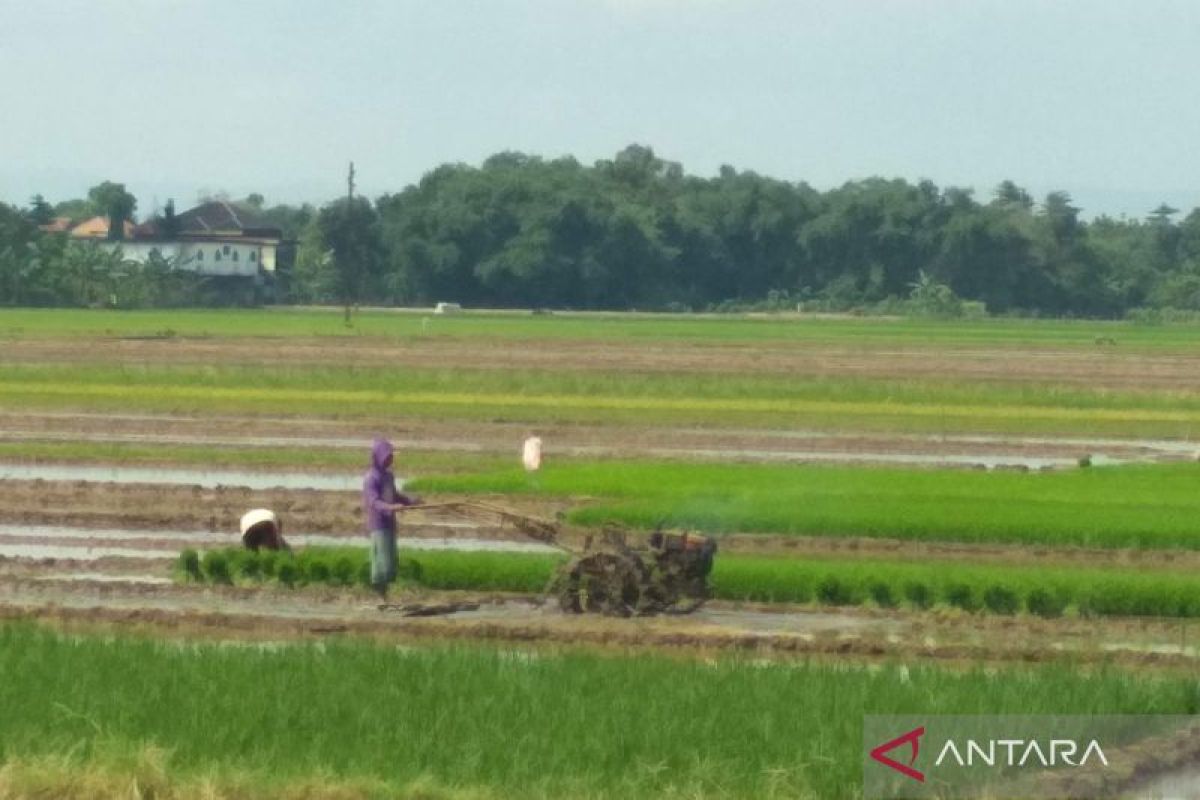 Petani di Kudus mulai tanam padi menyusul adanya suplai air dari waduk