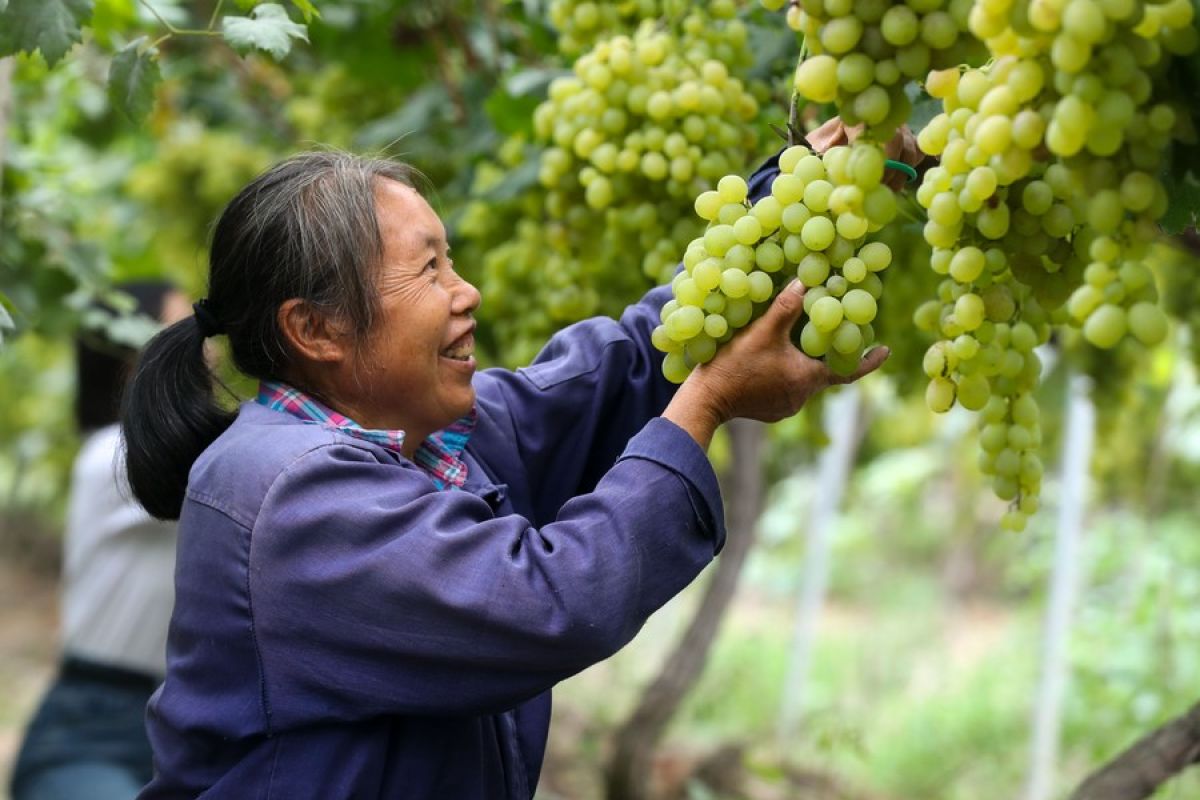 Harga produk pertanian China turun tipis