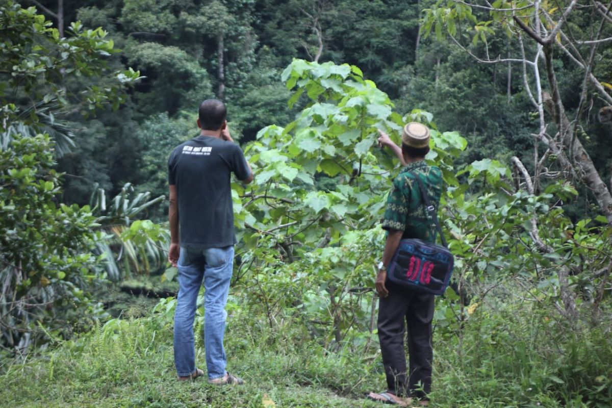 Diusulkan 105 hektare, KLHK tetapkan 22.549 hektare hutan adat Aceh