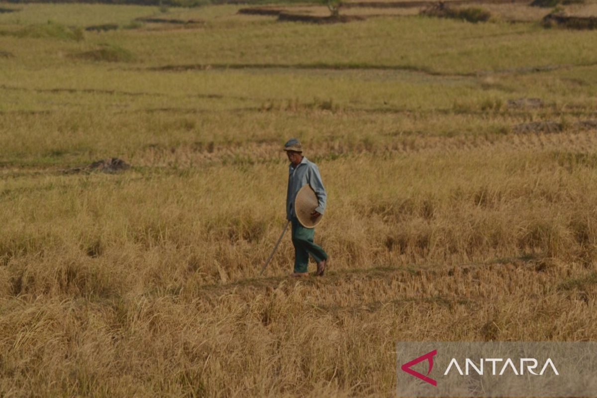 41 kelompok tani di Bogor ajukan klaim setelah padinya gagal tumbuh