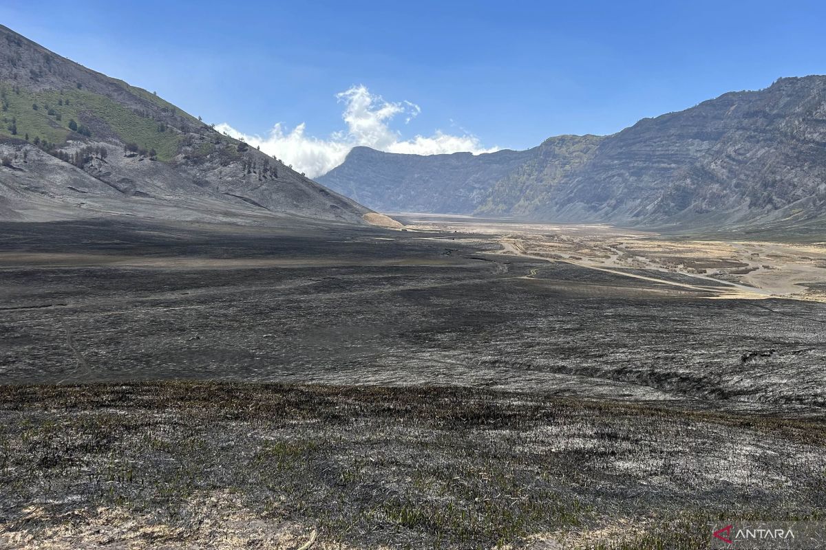 Pemulihan ekosistem Bromo akibat kebakaran butuh waktu hingga 5 tahun