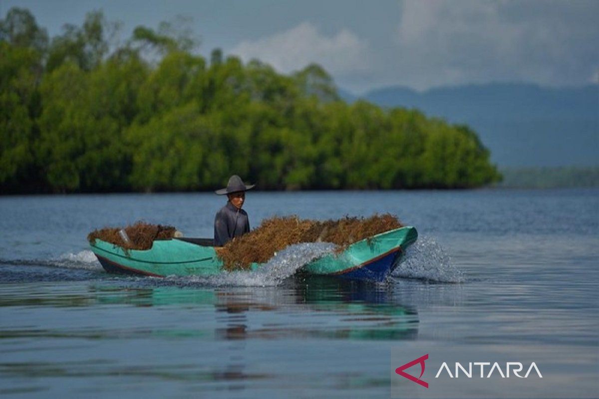 Pemerintah latih petani rumput laut agar miliki nilai tambah