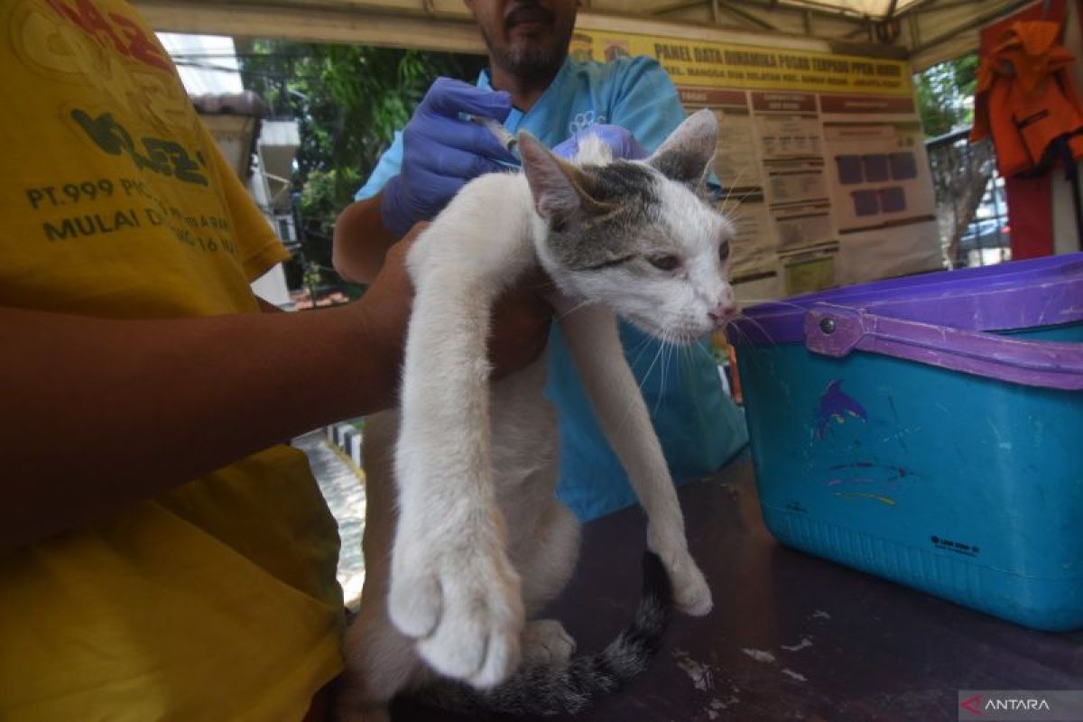 Rabies vaccination coverage at 91.45% in Jakarta: official