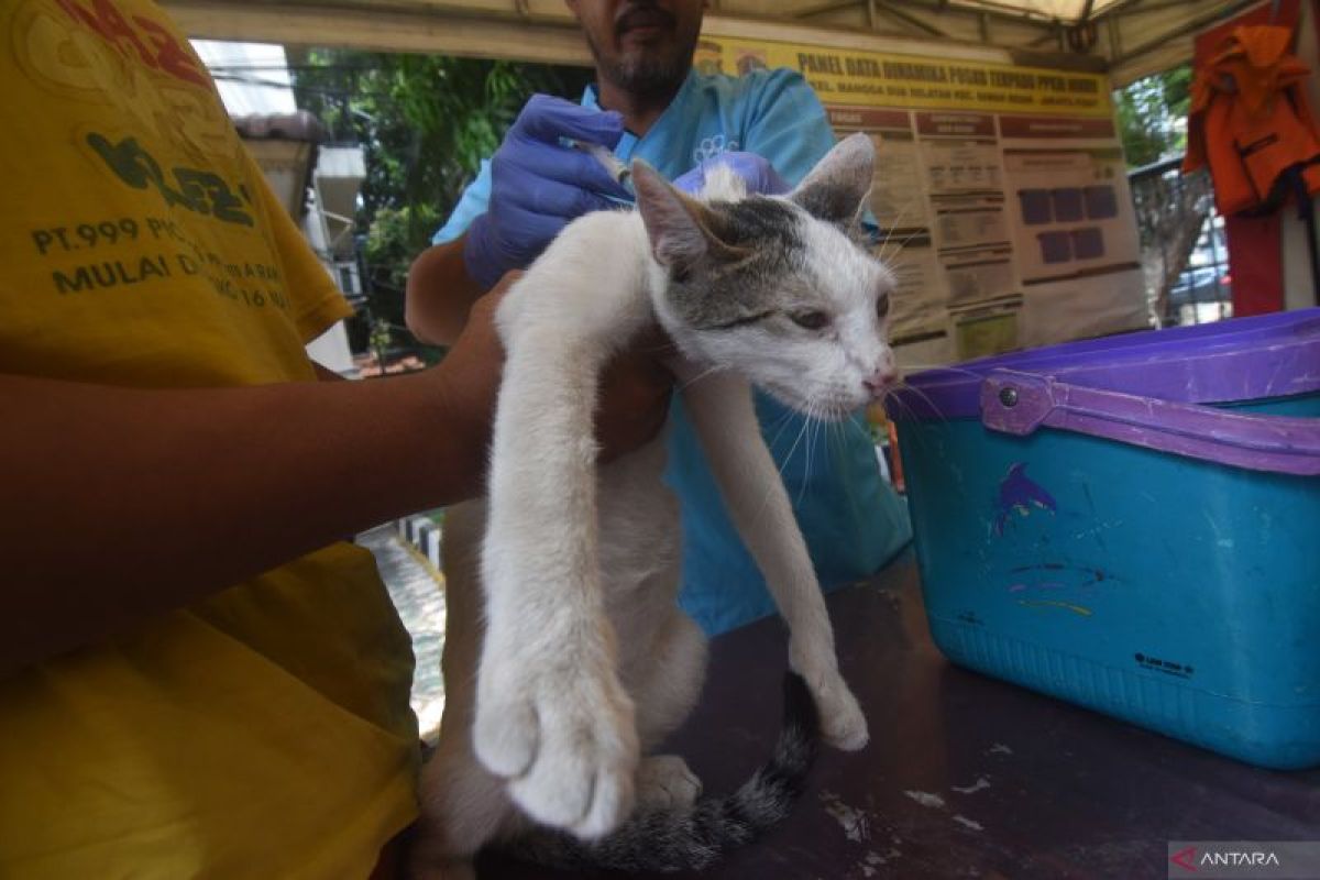 Realisasi vaksinasi rabies di DKI capai 91,45 persen dari target