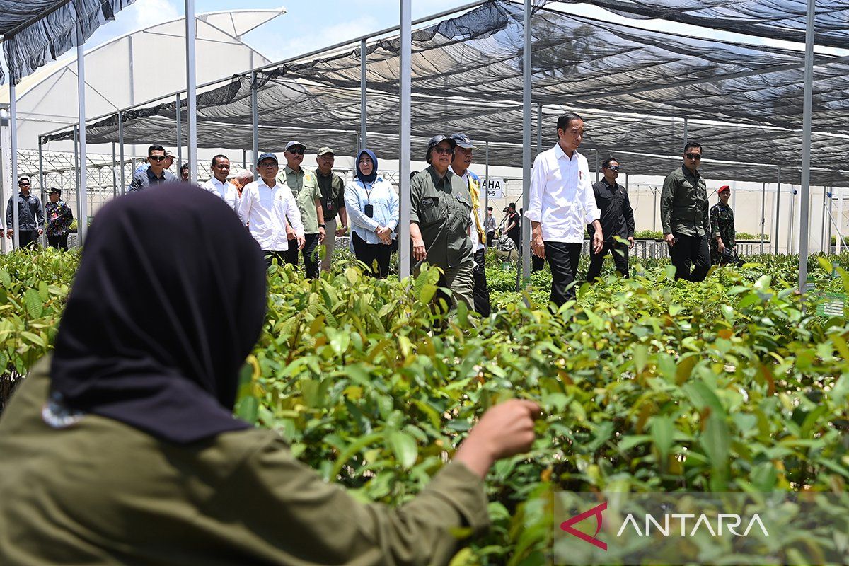 Jokowi: Apa yang diputuskan Kaesang menjadi tanggung jawab dia