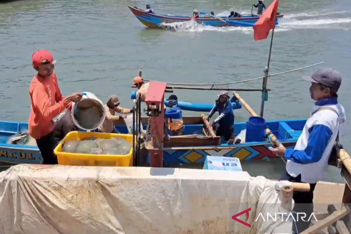 Dinas Perikanan sebut nelayan di Cilacap panen ubur-ubur