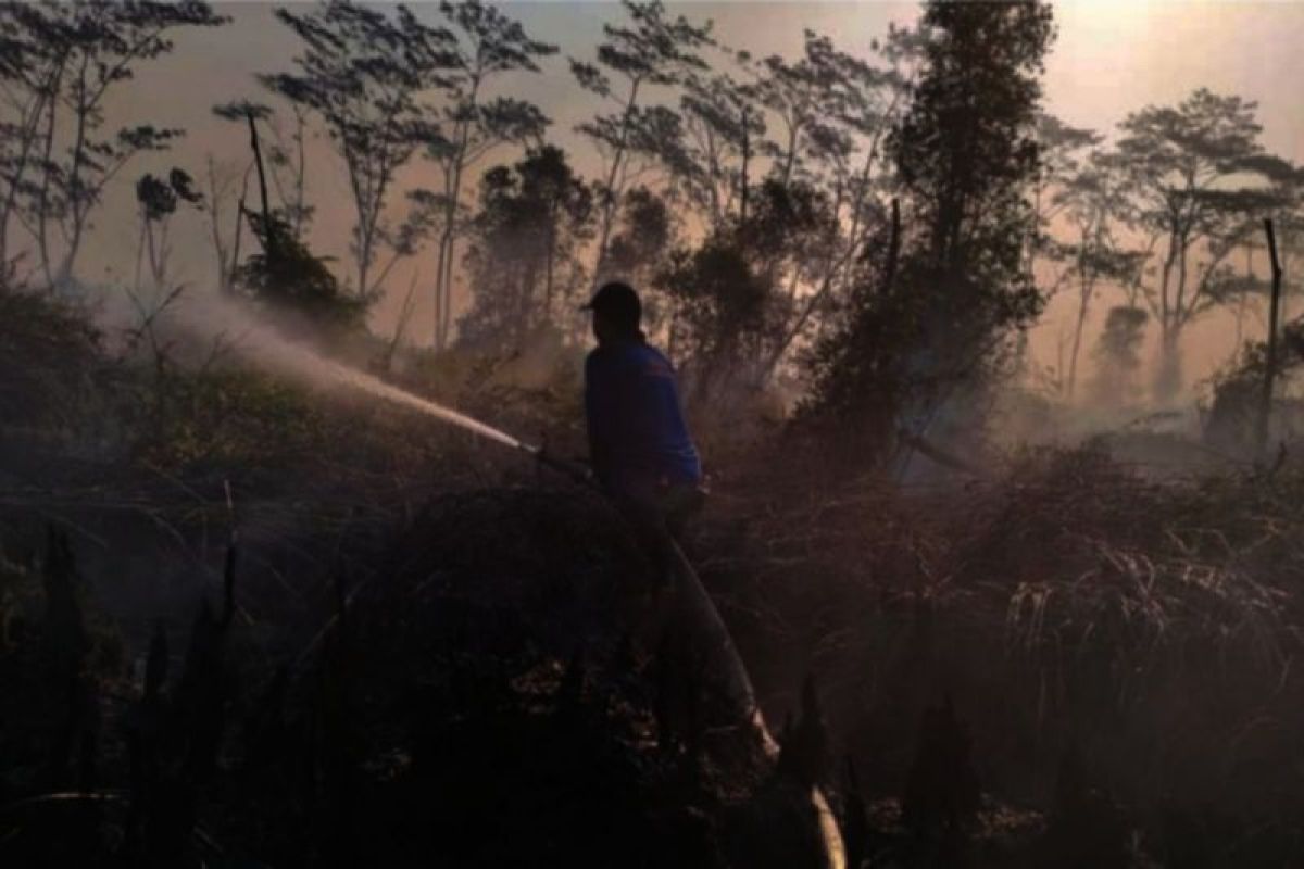 Hutan konservasi terbakar, BPBD Tapin-Kalsel: Tak ada bekantan mati
