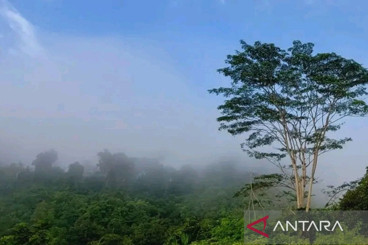 Pohon Asuh jaga "Heart of Borneo"