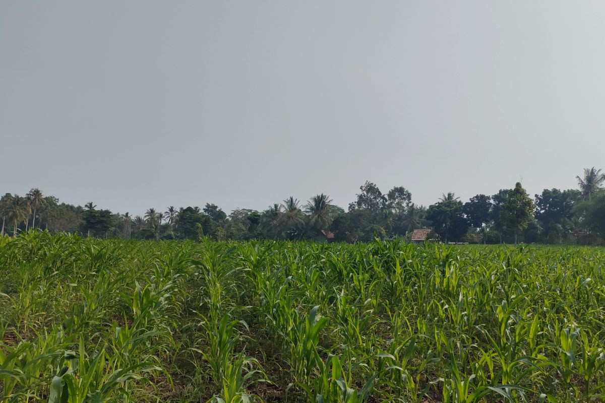 Pemprov Lampung  pantau produksi jagung di musim kemarau