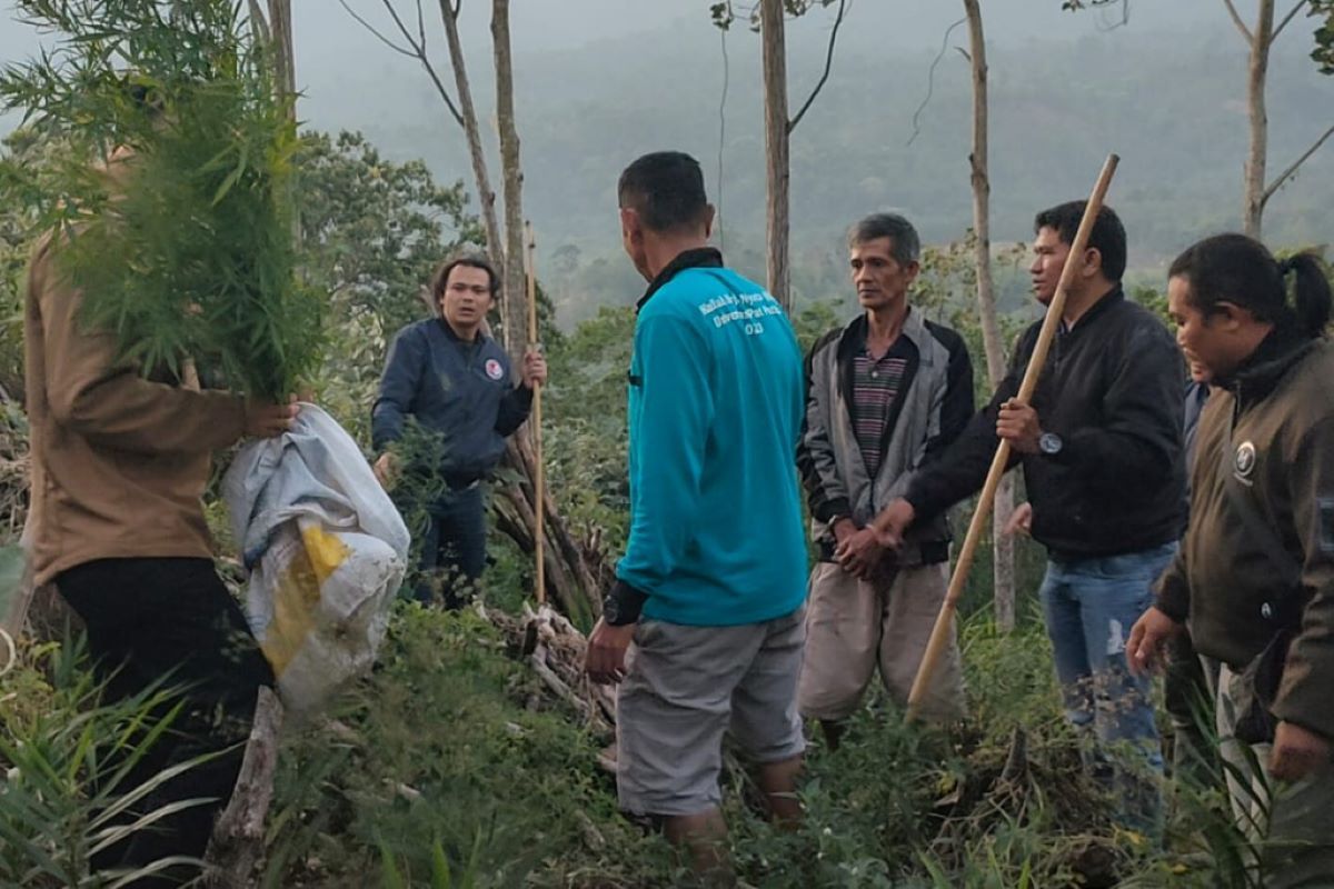 Tim gabungan TNI-Polri temukan ladang ganja di Rejang Lebong