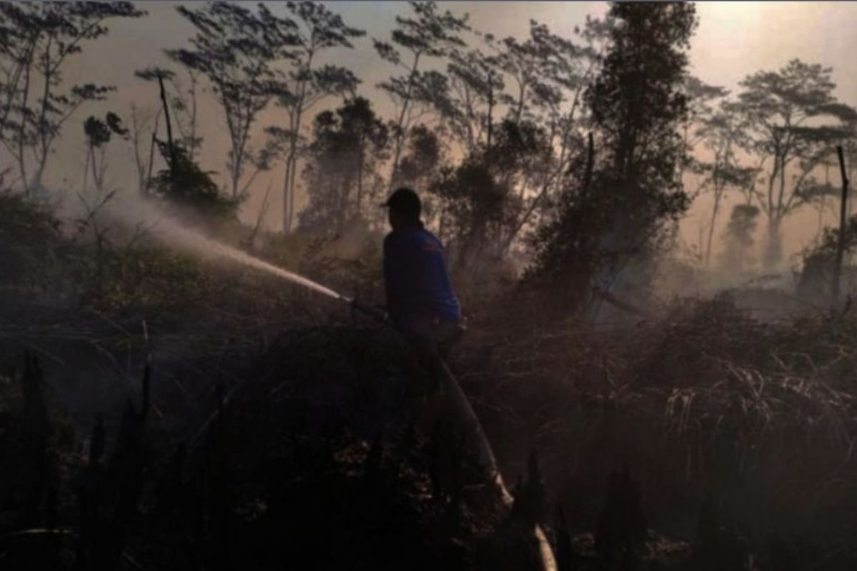 BPBD Tapin tangani kebakaran hutan konservasi bekantan di Desa Lawahan