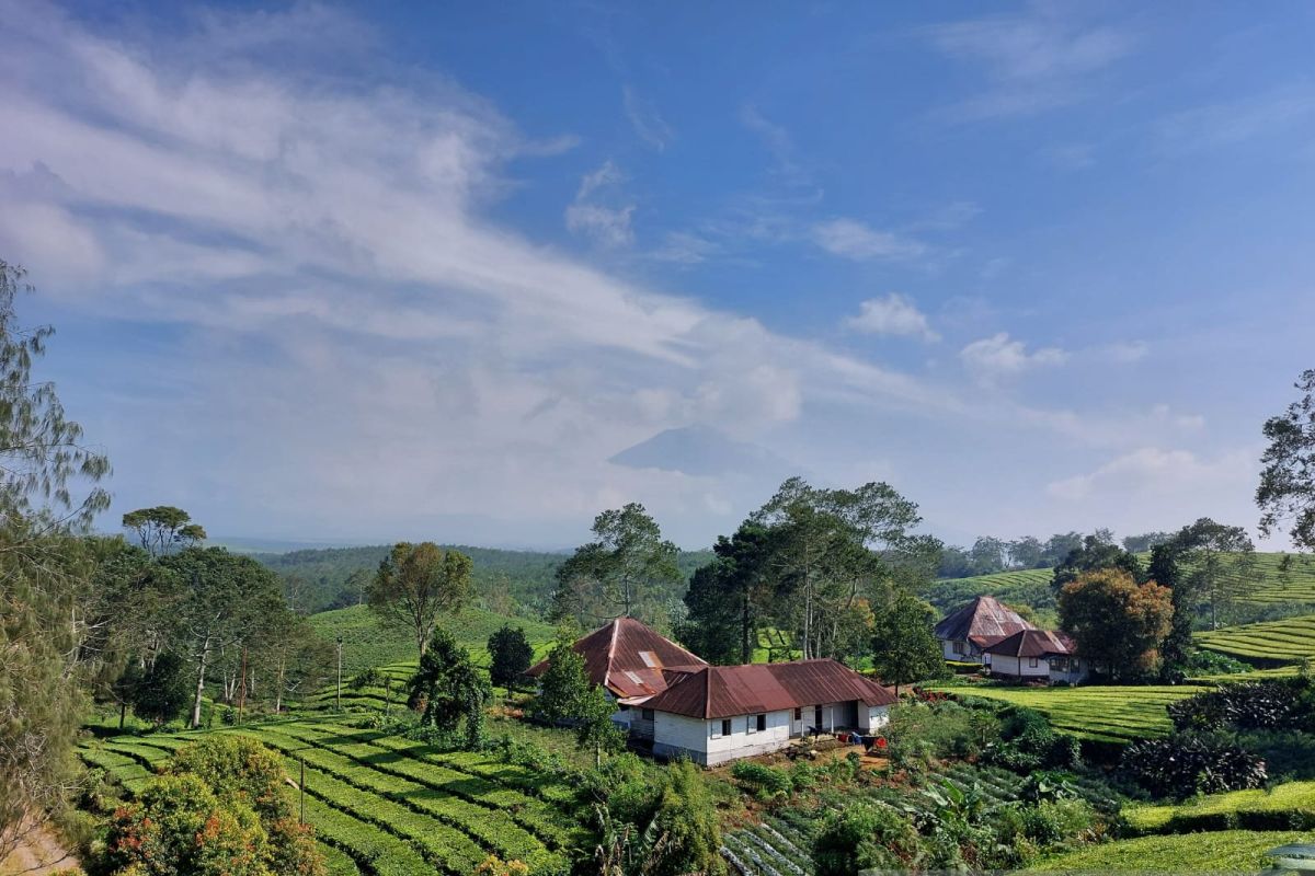 Melongok keasrian dan produksi kebun teh tertinggi kedua di dunia