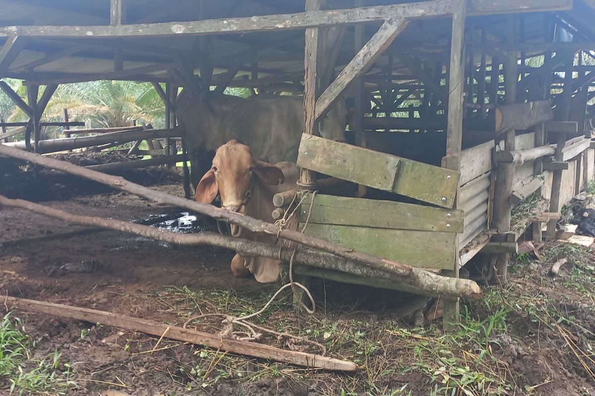 Bangka Tengah salurkan bantuan 110 sapi